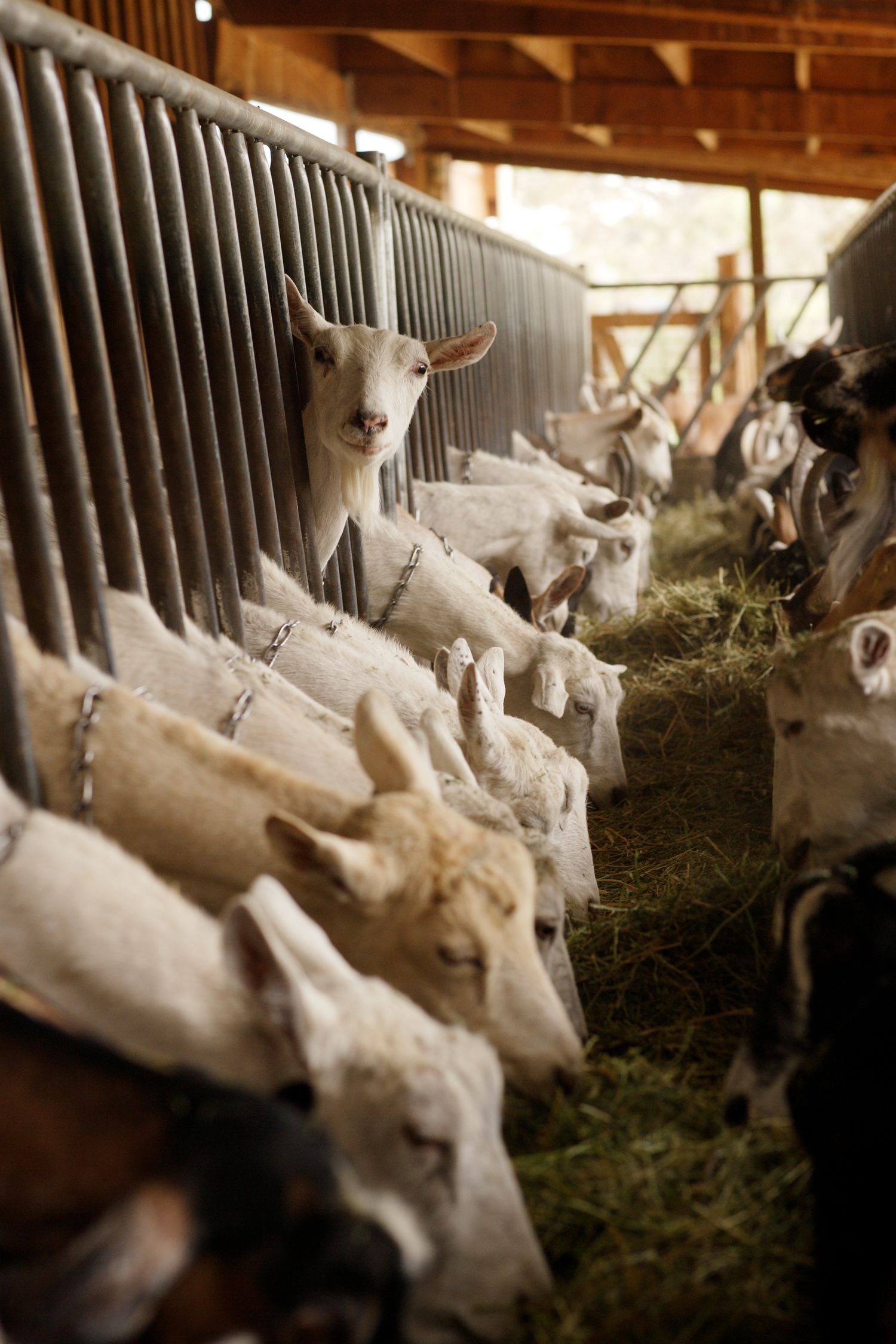 White goats resting in a barn stall with hay feeders.