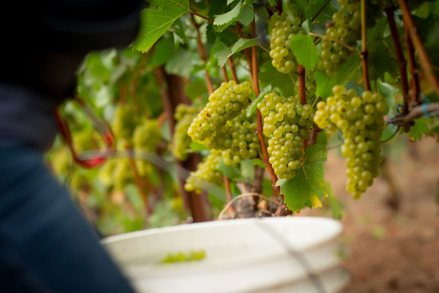 Close-up of ripe green wine grapes hanging on vines in a vineyard during harvest season.