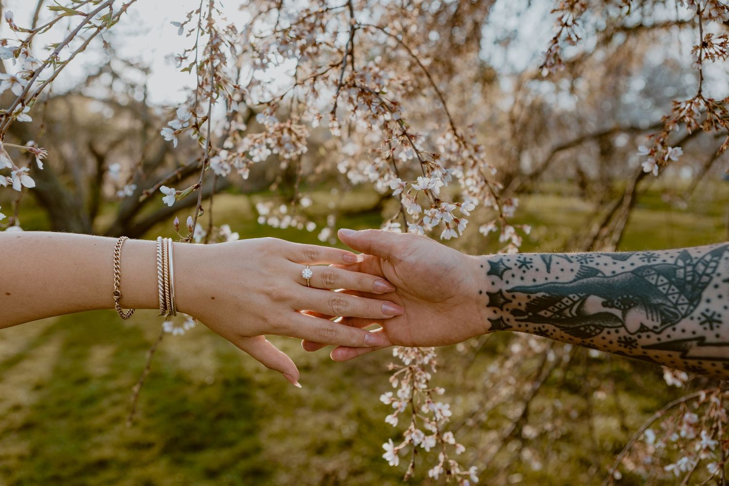 Couple embrace hands in front of Cherry Blossoms at Ault Park in Cincinnati, OH. Photographed by Vicci Photo of Dayton, OH.