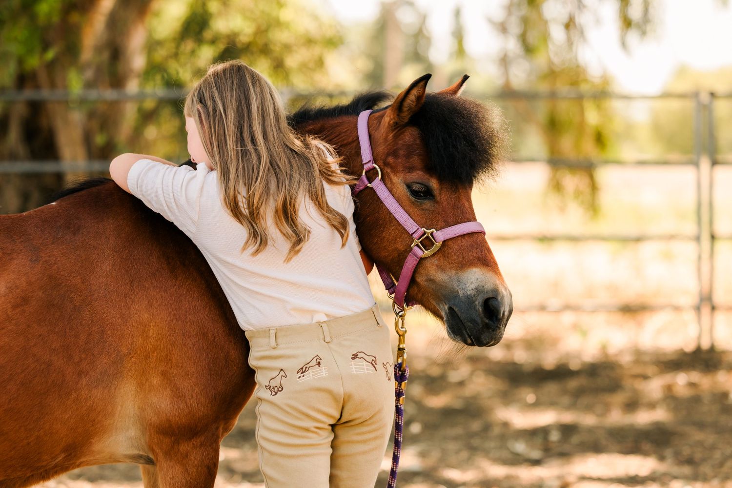 A gentle moment between a horse and its caretaker in a sunlit paddock.