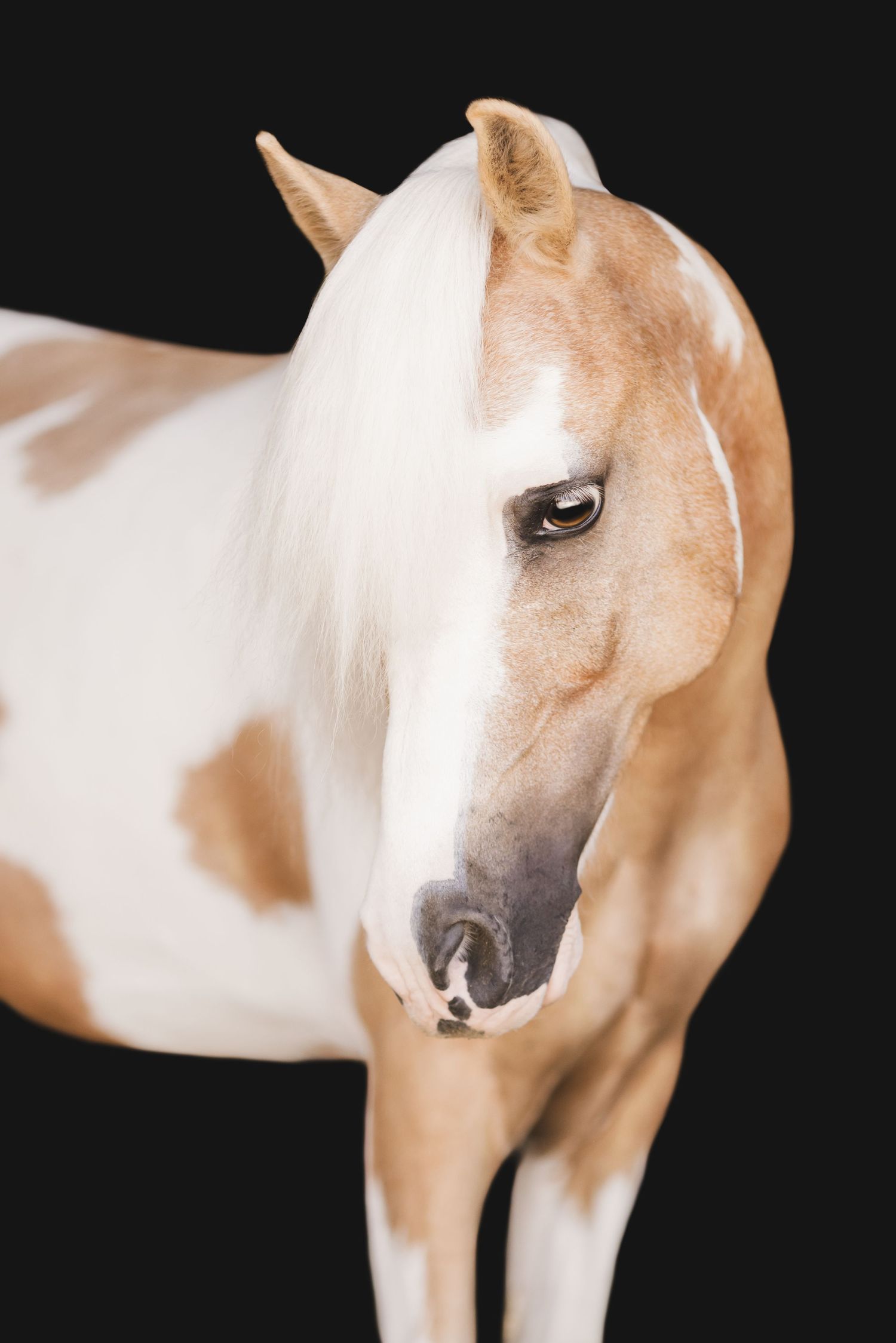 Close-up portrait of paint horse's face showing distinctive marking pattern against black background.