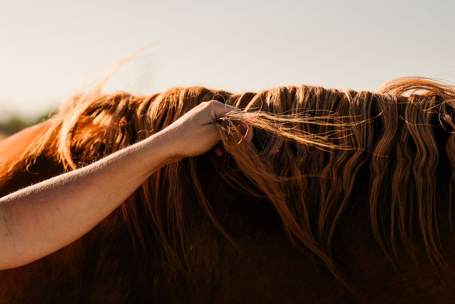 A hand gently strokes the mane of a brown horse backlit by golden sunlight.