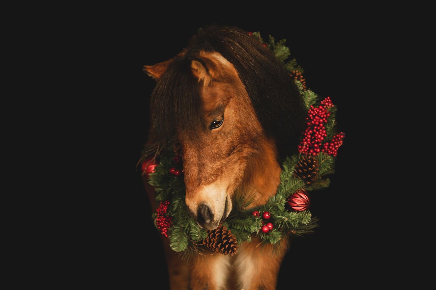 Horse wearing festive Christmas wreath with red berries and pine branches against dark background.