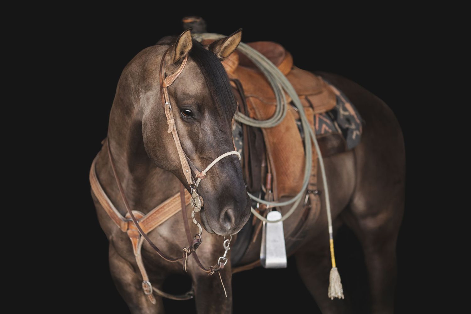 Dark brown horse with intricate Western tack and silver accents poses against black background.
