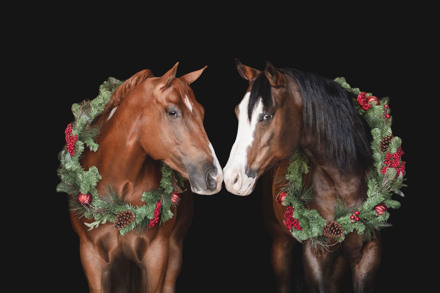 Two horses wearing holiday wreaths touch noses against dark background.