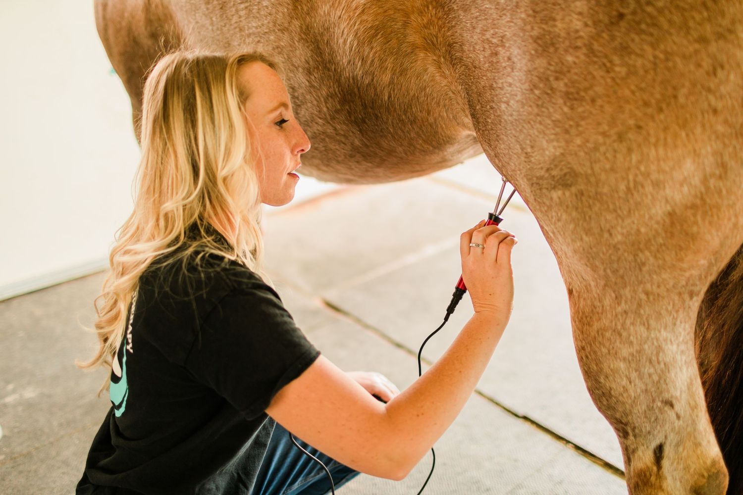 A veterinarian or equine professional performs a medical check on a brown horse.