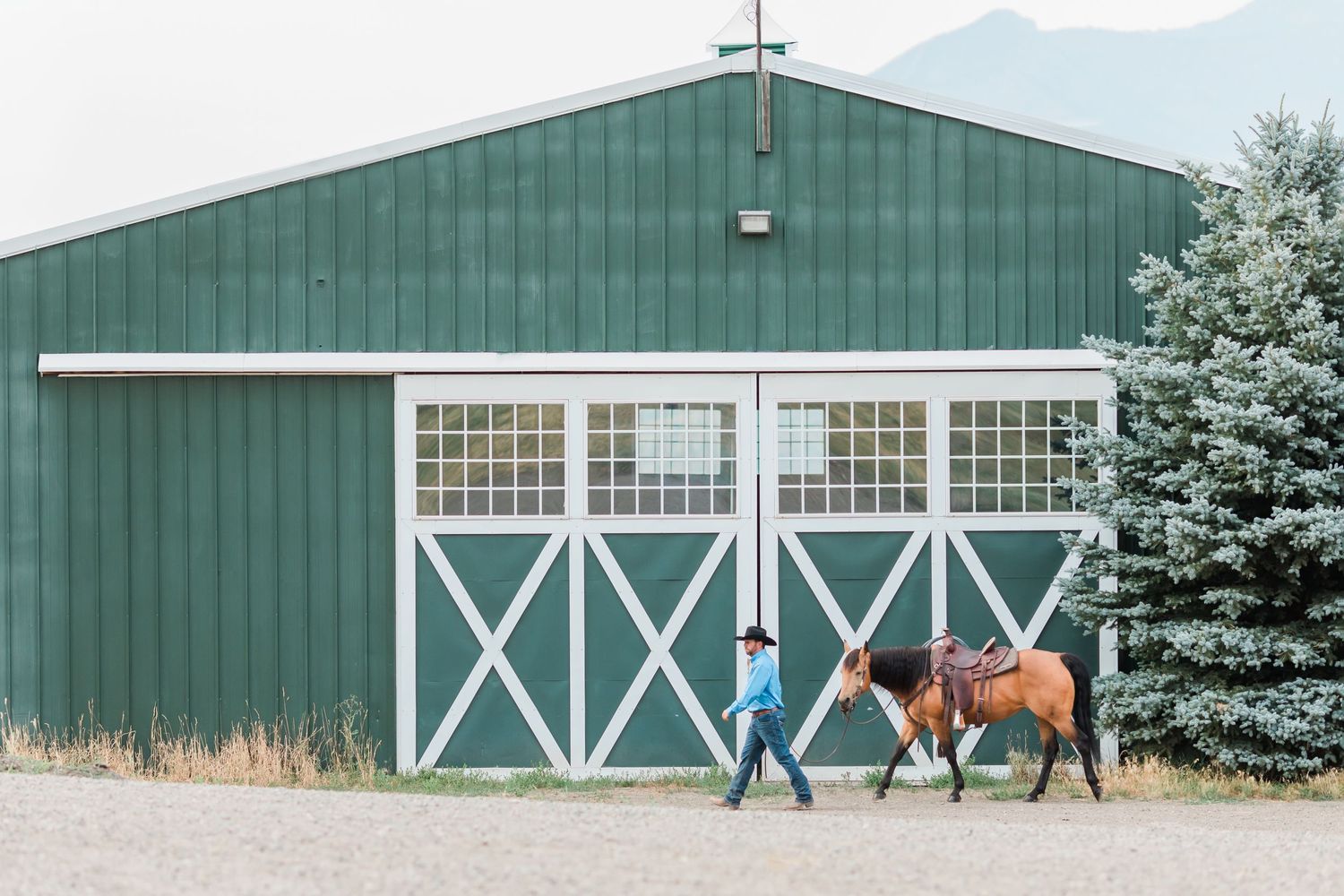 Leading a brown horse past a green barn with white trim and evergreen trees.