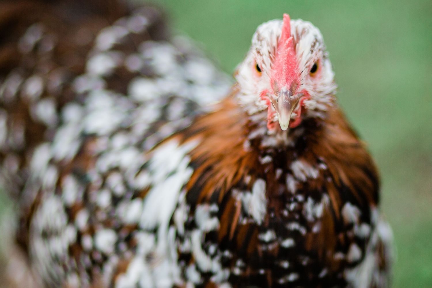 A speckled brown and white chicken with a reddish-orange crest stands in a natural outdoor setting.