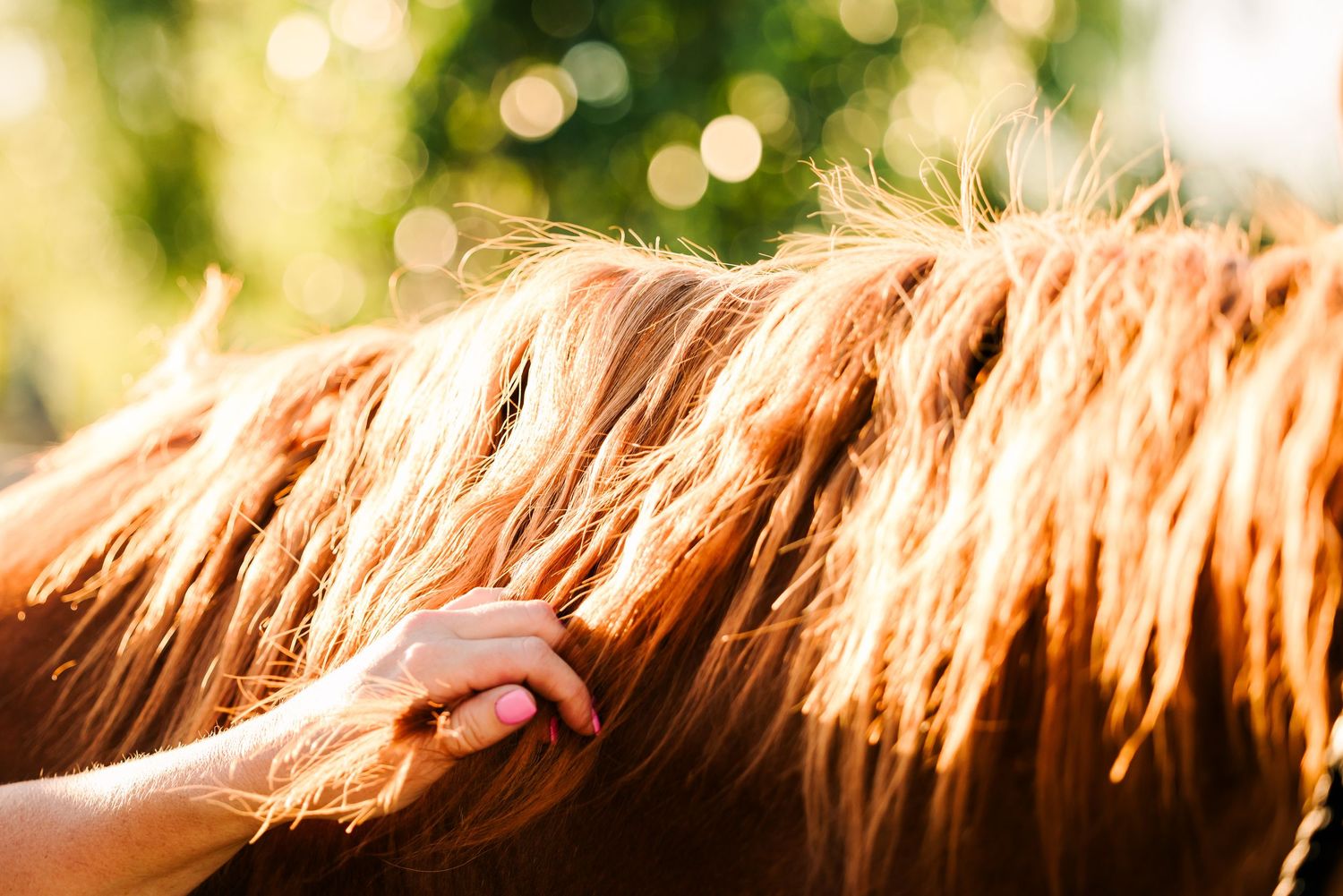 Close up view of golden horse mane hair illuminated by sunlight with soft bokeh effect in background.
