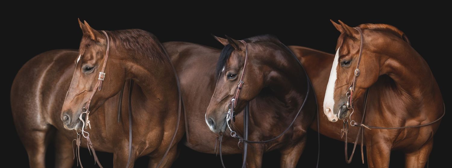 A series of brown horses galloping in synchronized motion against a dark background creates a dynamic panoramic sequence.