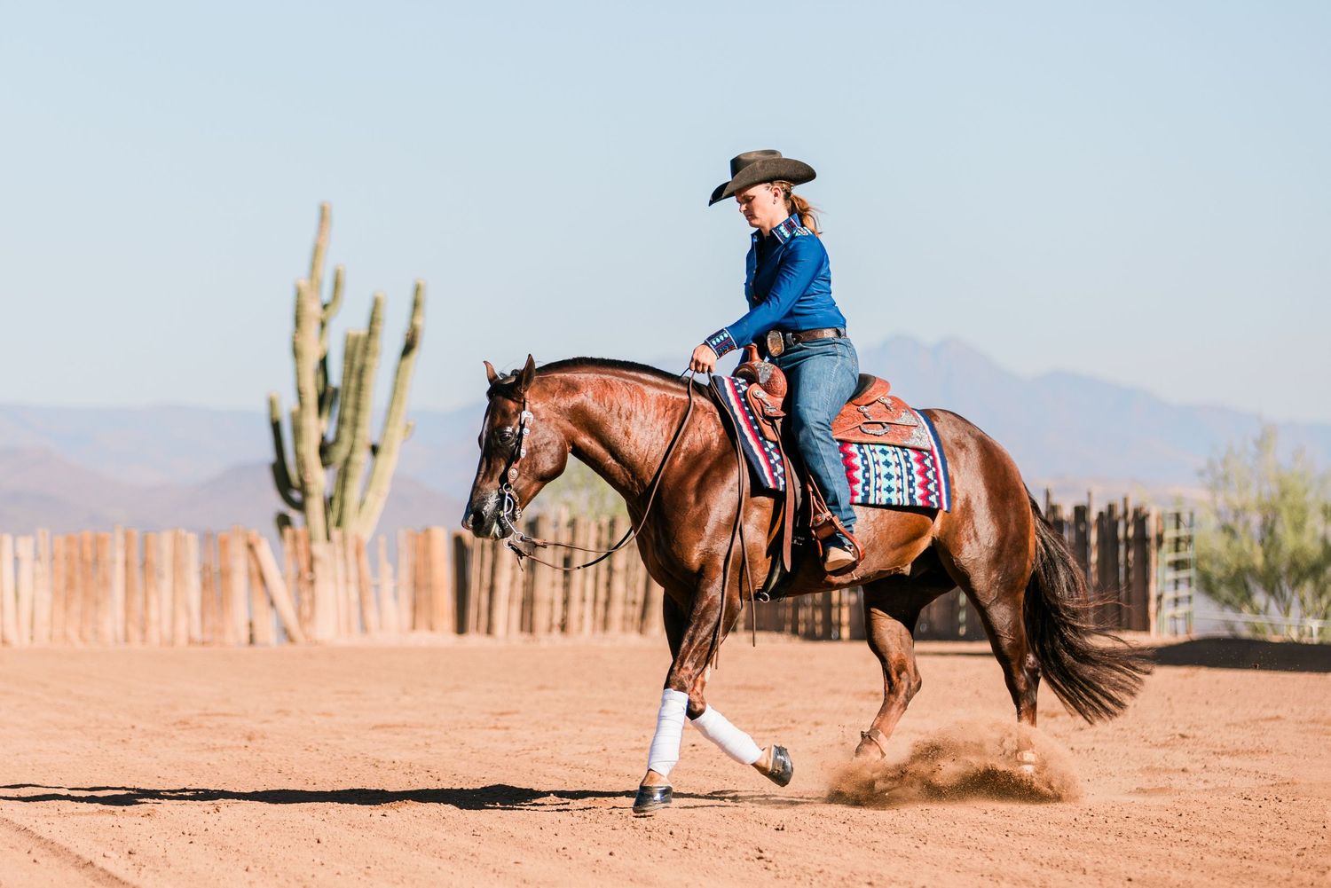 A rider guides a brown horse through a desert landscape with tall saguaro cacti and mountains in the background.