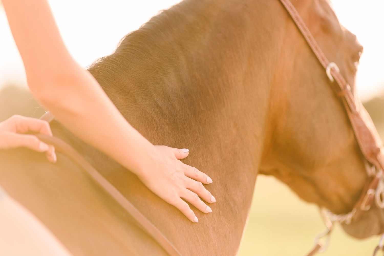 A hand gently strokes the side of a chestnut brown horse in warm sunlight.