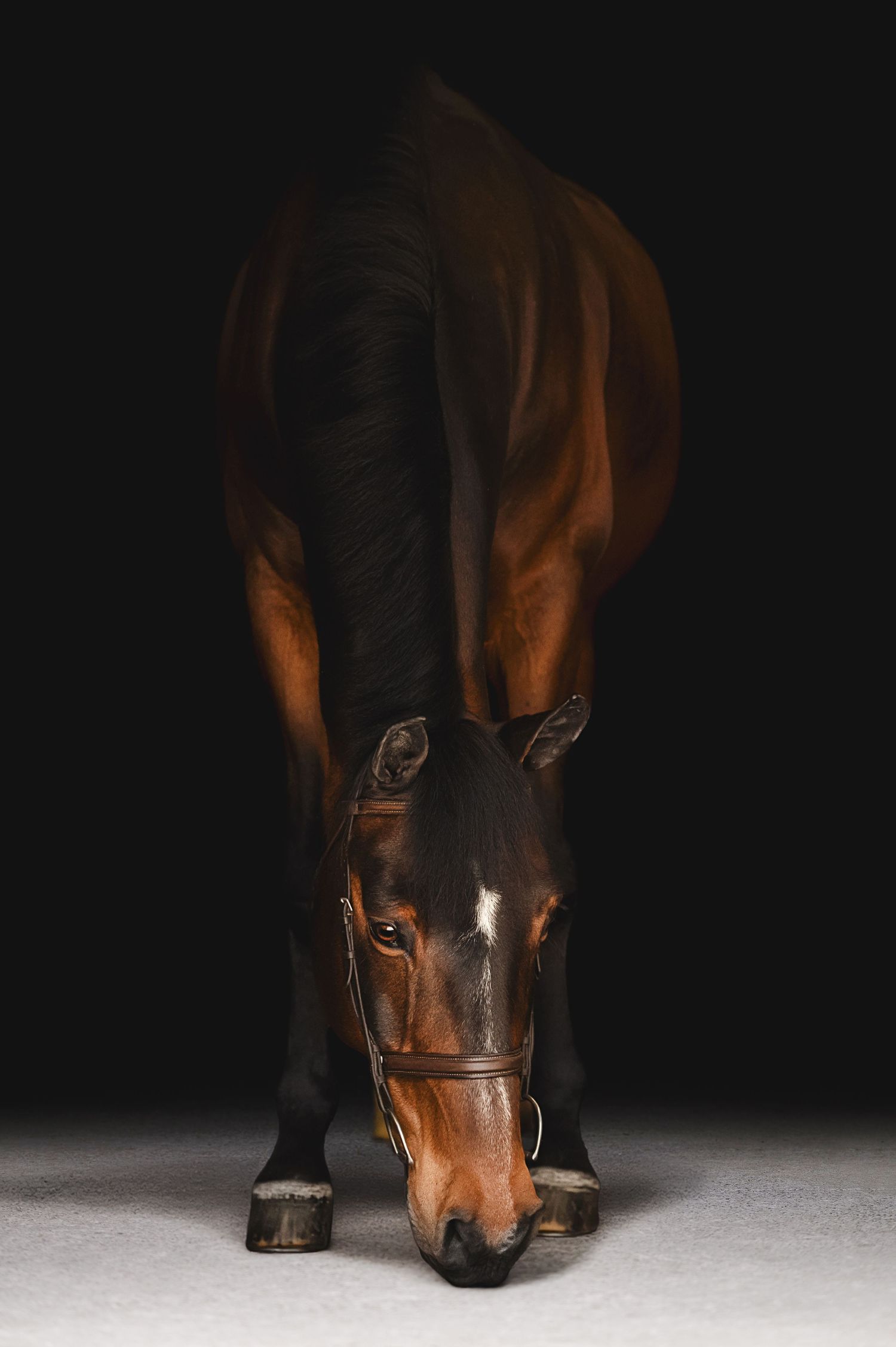 A bay horse with a white blaze lowers its head gracefully against a dramatic black background, wearing a leather halter.
