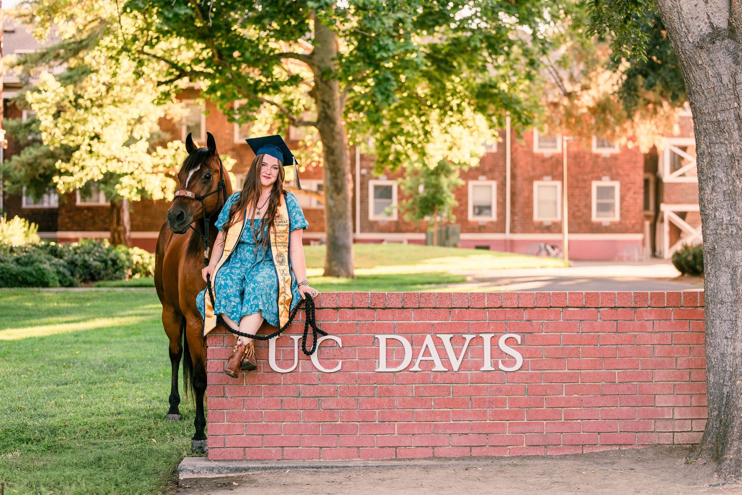 A horse stands next to a UC Davis brick sign on a sunny campus lawn with trees in the background.