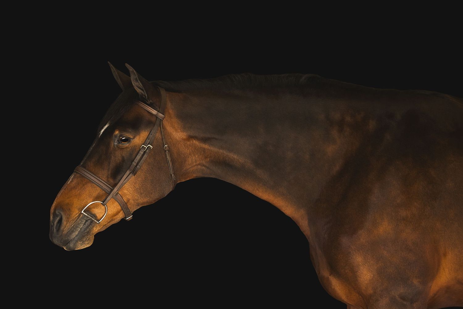 A chestnut horse wearing a bridle poses gracefully against a dramatic black background in a studio portrait.