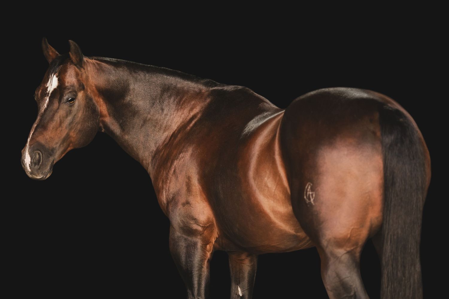 A majestic bay horse stands in profile against a black background showing its muscular form.