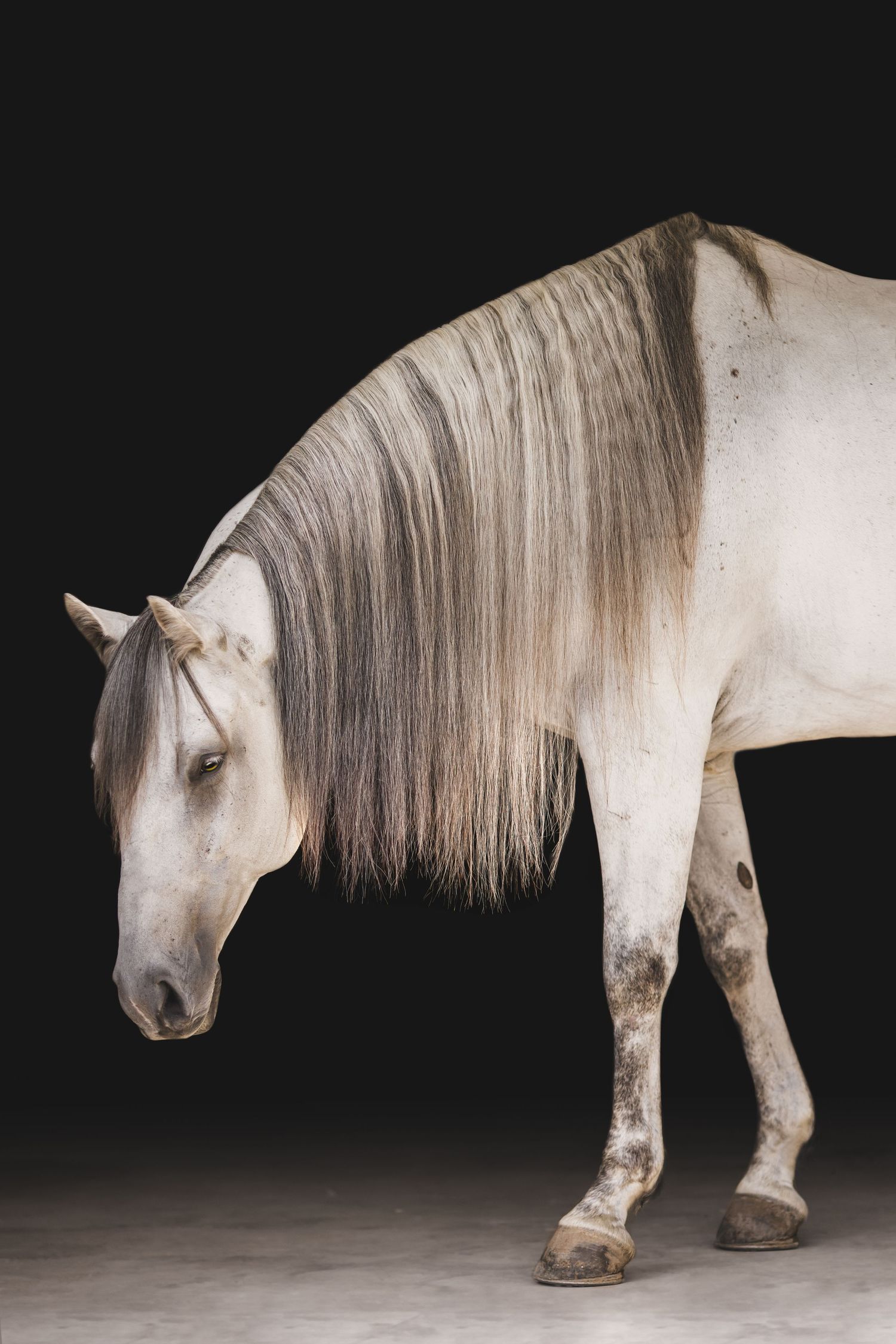 A white horse with flowing gray mane stands elegantly against a dark background.