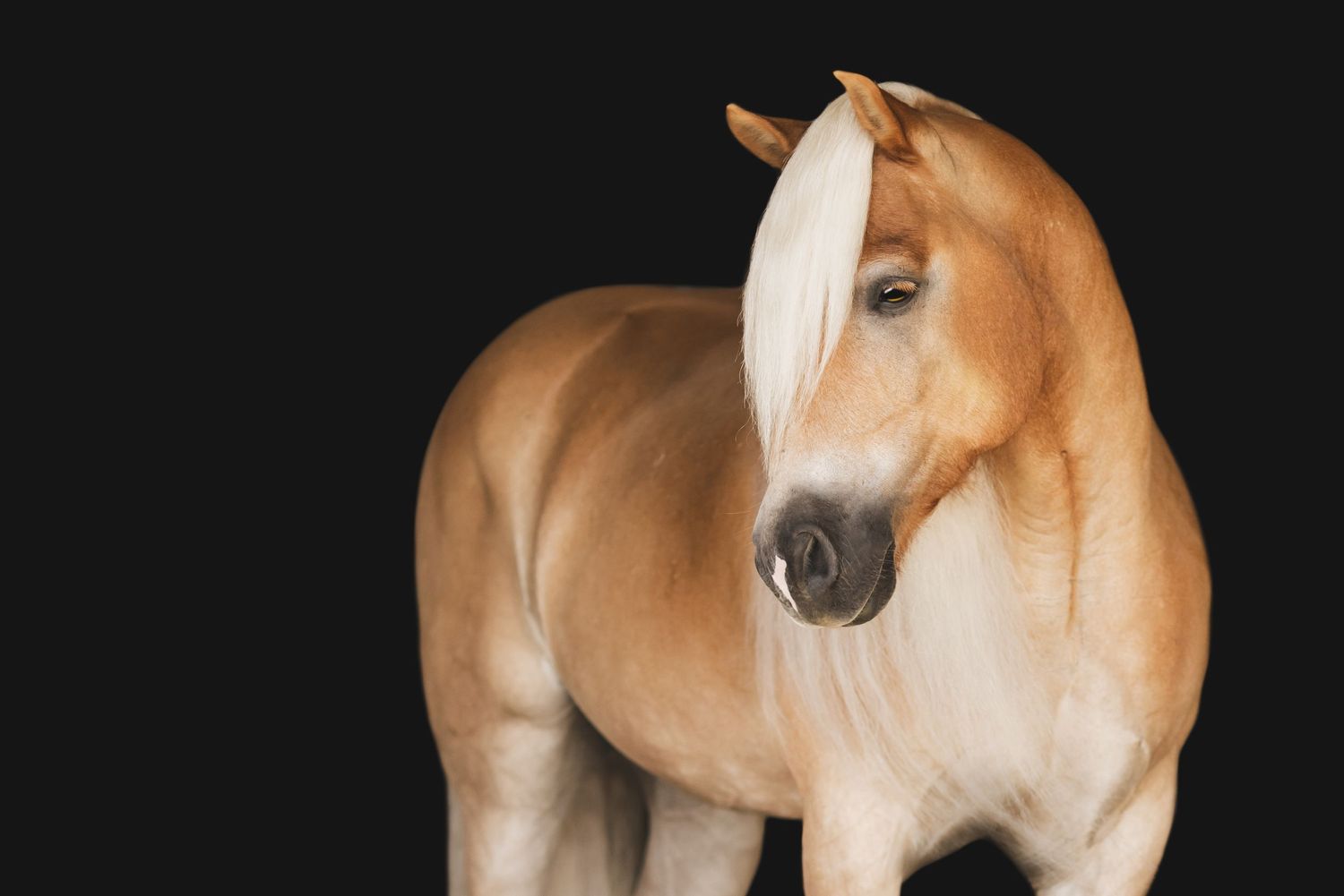 A striking palomino horse with a blonde mane poses against a black studio background.