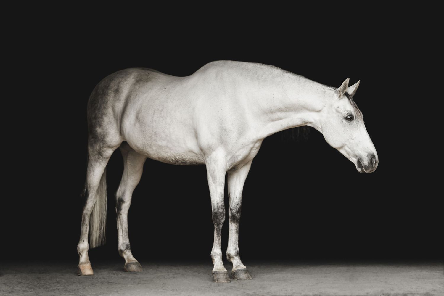 White horse stands in profile against dark background in elegant studio portrait.