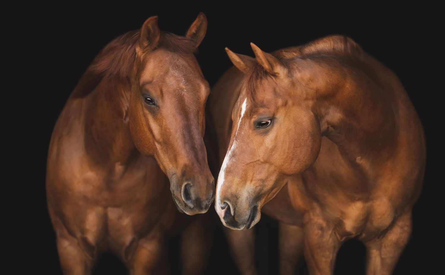Two stunning chestnut horses face each other against a dramatic black background.