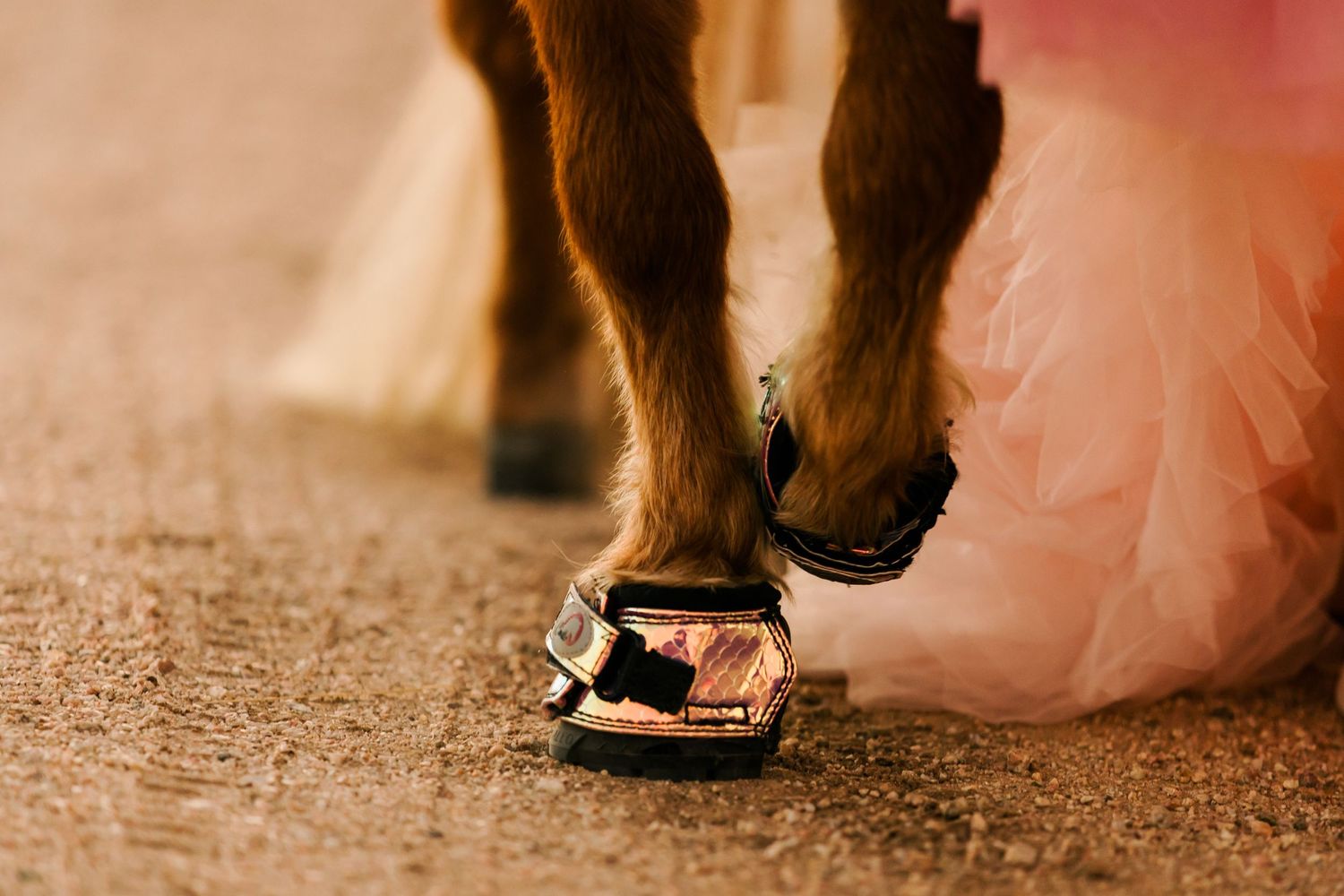 Close-up of a horse's hoof wearing a decorative horseshoe on sandy ground.