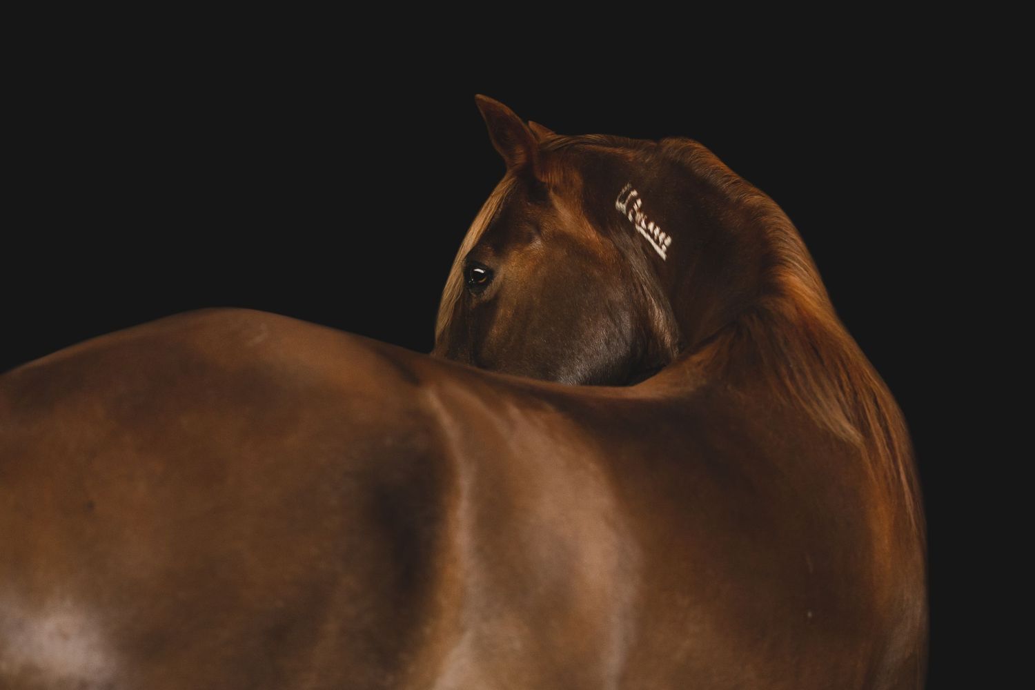 Close up shot of a bay horse's neck and shoulder muscles against dark background.