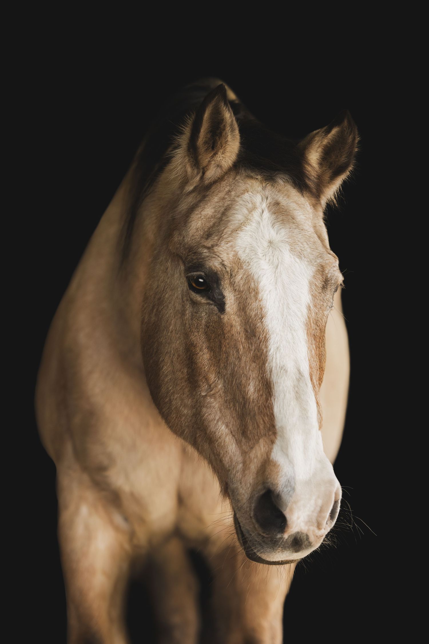 Portrait of a palomino horse with white blaze marking on dark background showing gentle expression and soft lighting.