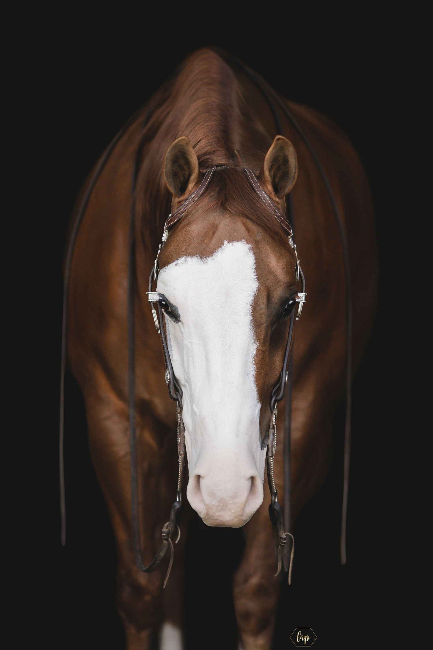 Brown horse with white facial marking photographed from different front angles against dark background.