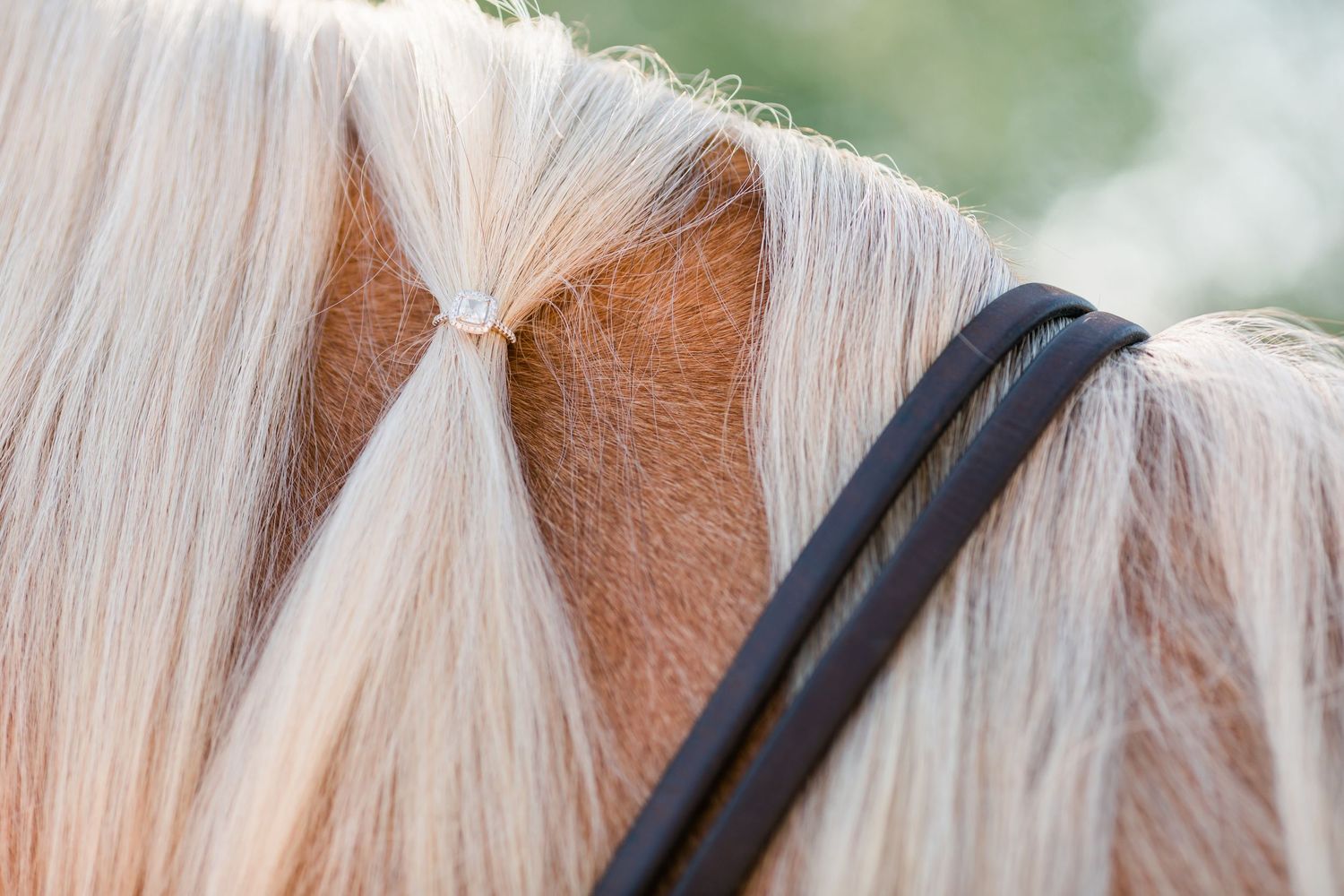 Close-up of a white horse's mane with black leather reins against a blurred background.