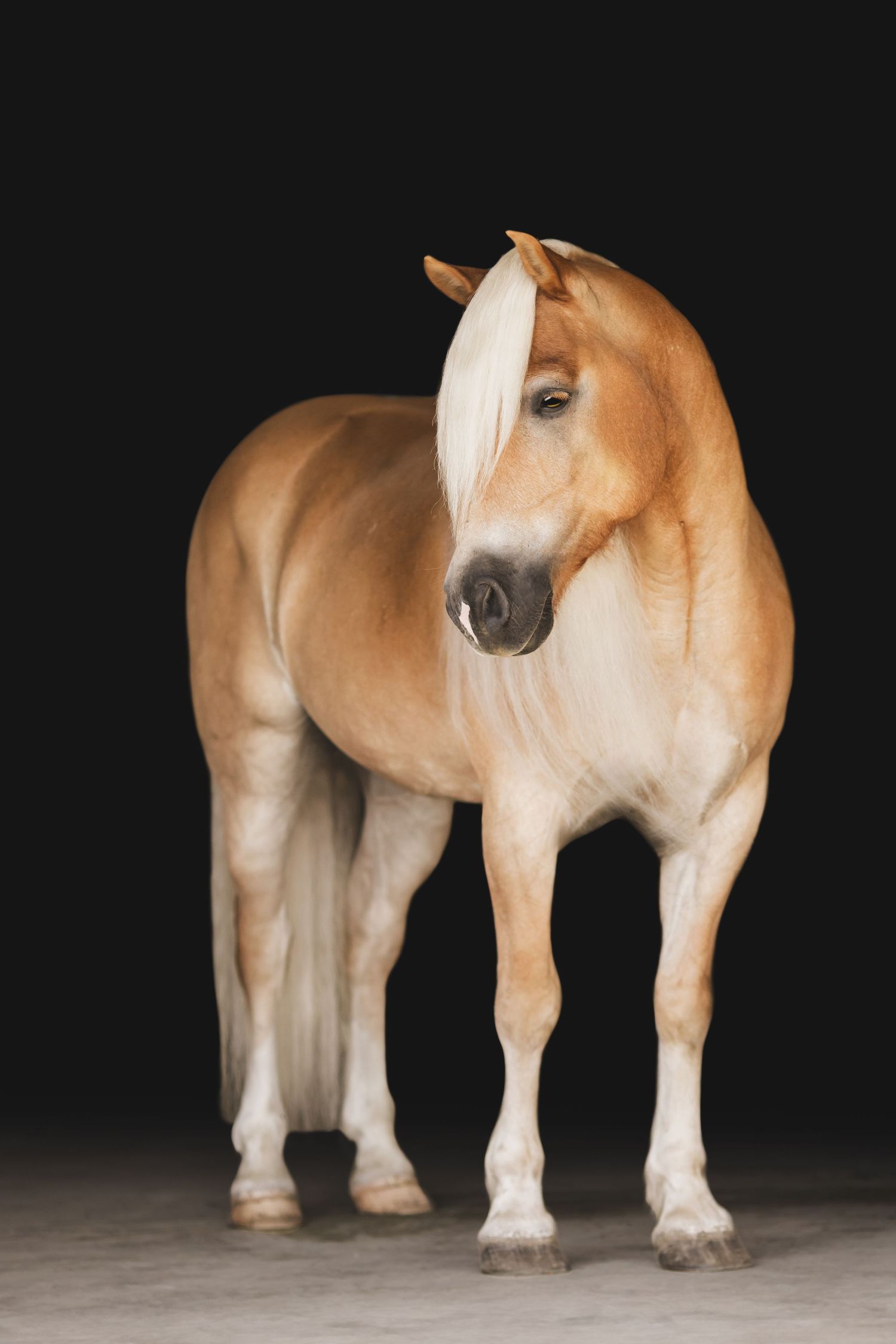 Palomino horse with cream colored mane poses majestically in studio portrait.