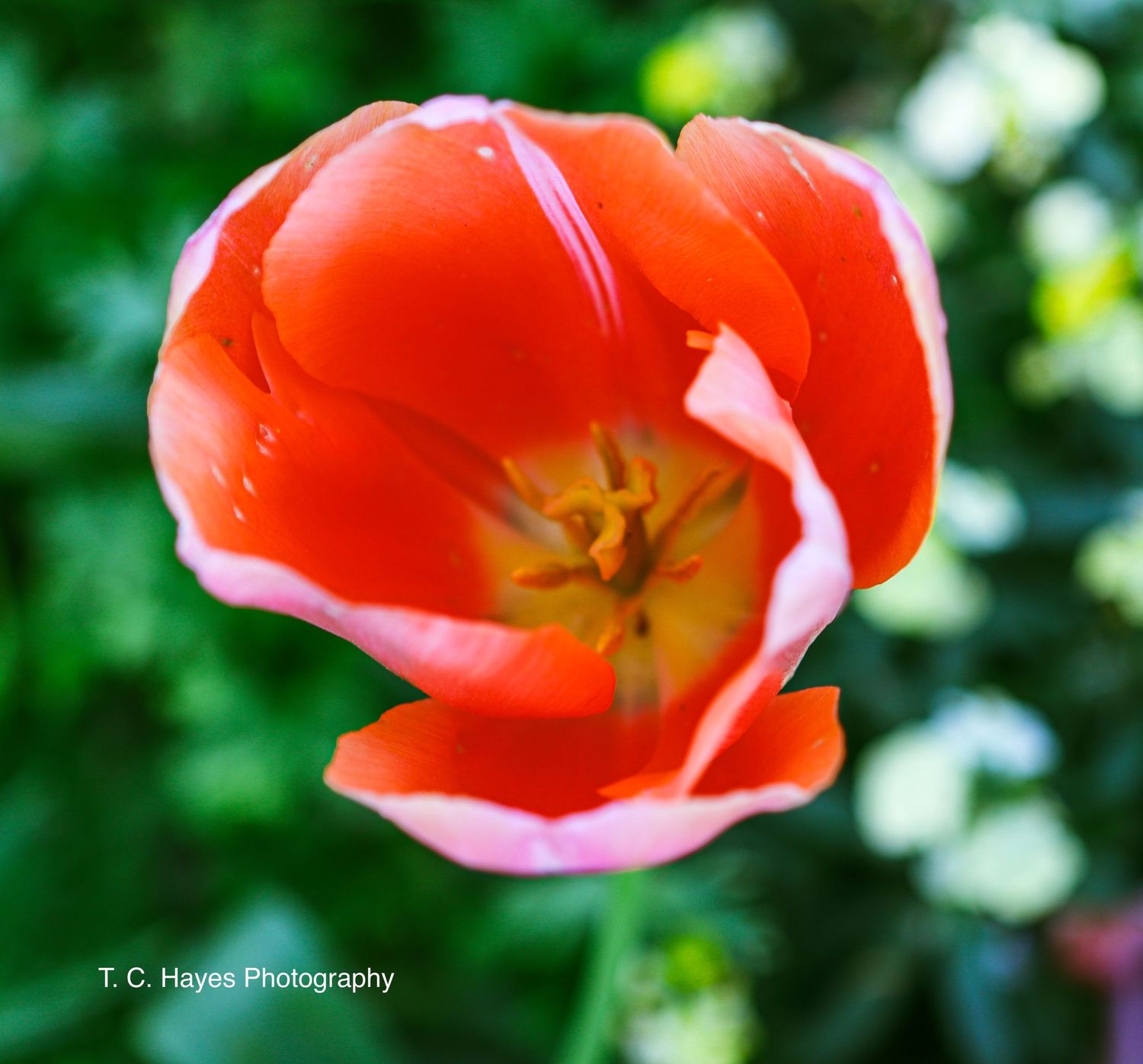 Close-up of a vibrant red tulip flower with white edges against blurred green background.
