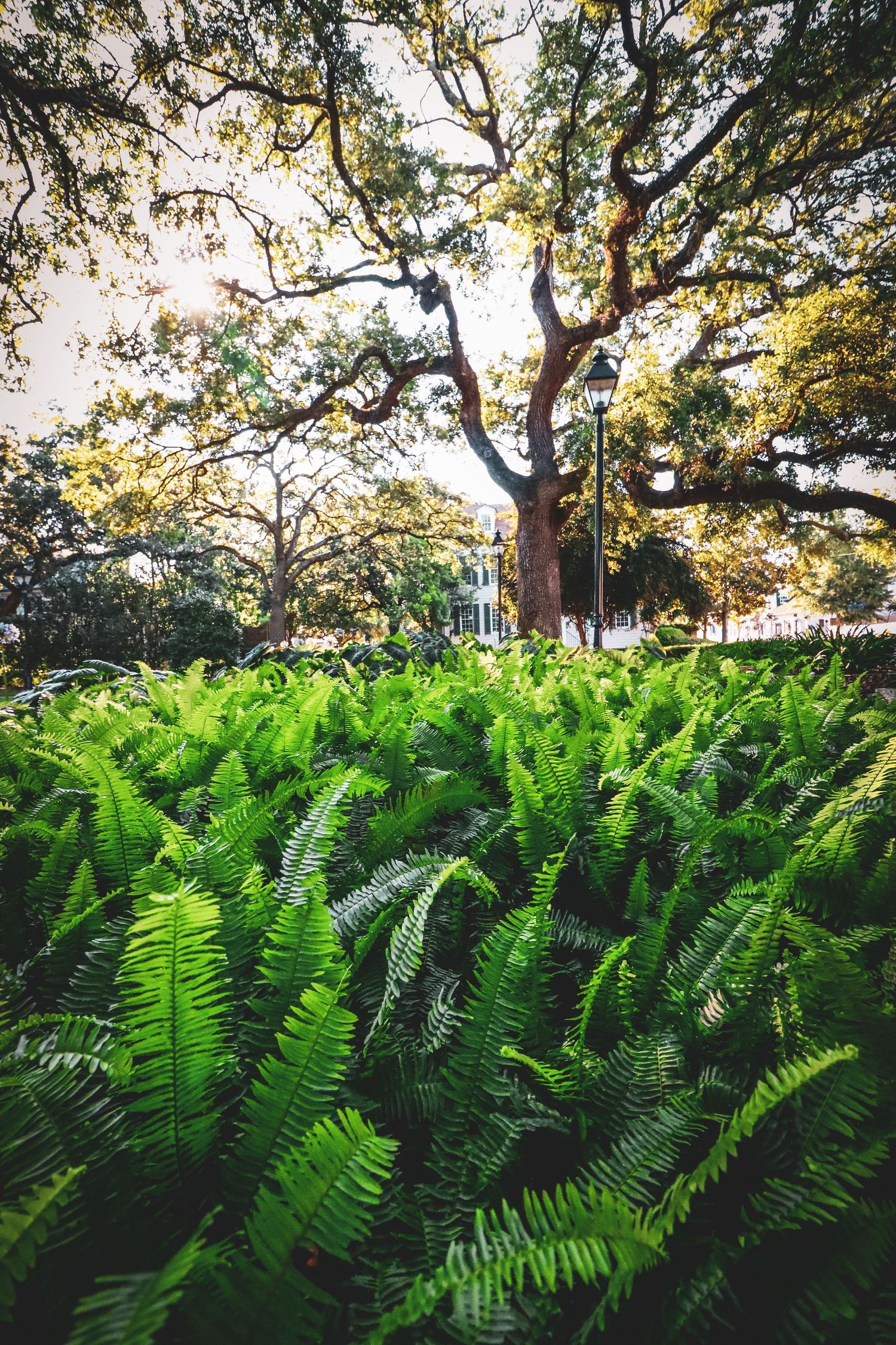 Lush green ferns growing beneath a majestic oak tree in a garden setting.