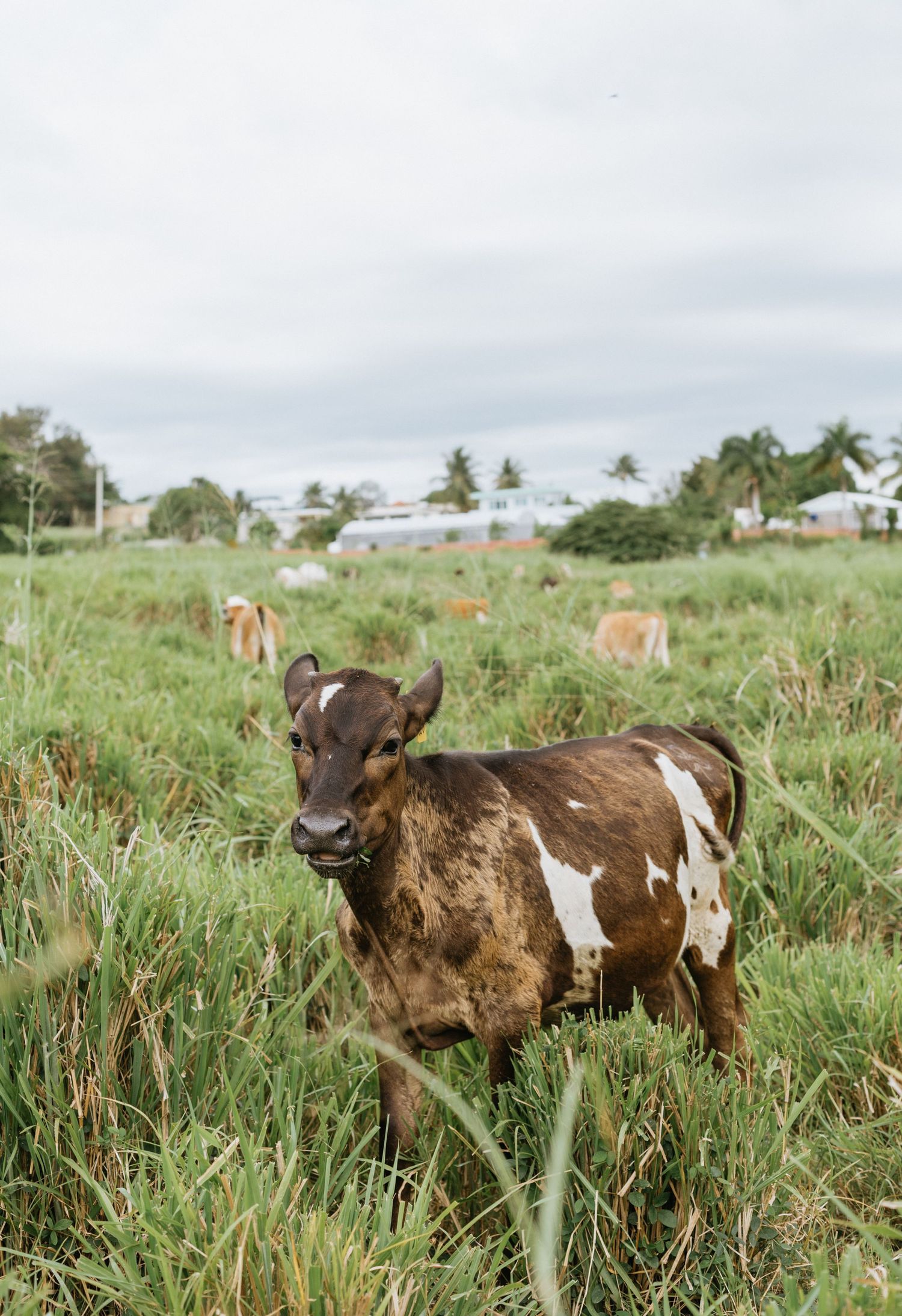Farm and animal photography by Cortny Jo Photography in Uniontown Pennsylvania