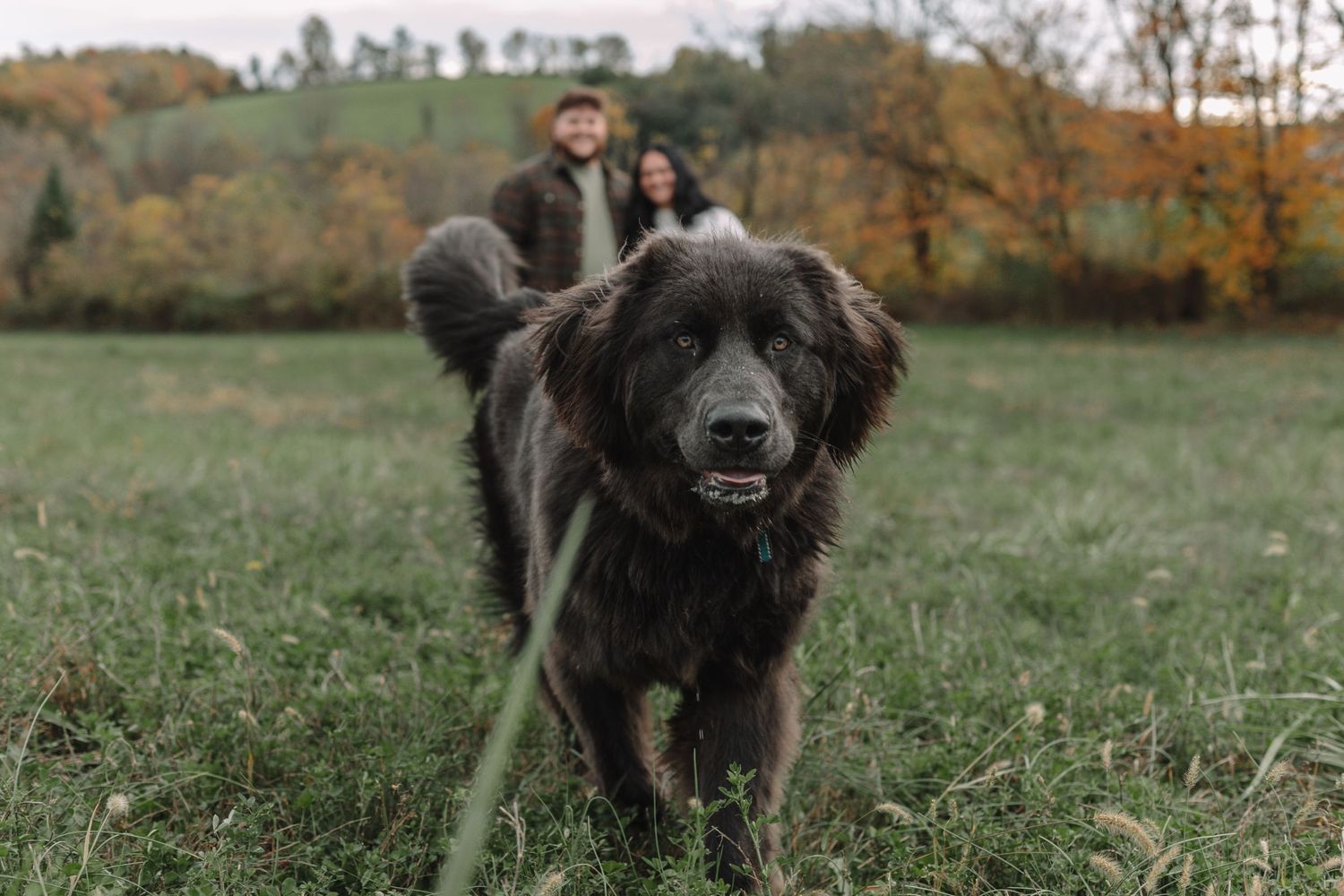 Dog and owner portrait photography near Uniontown Pennsylvania