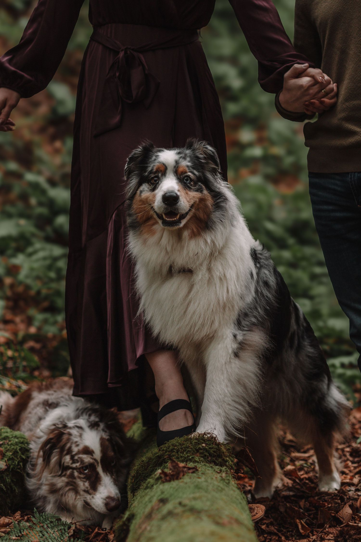 Professional pet portrait by Cortny Jo Photography