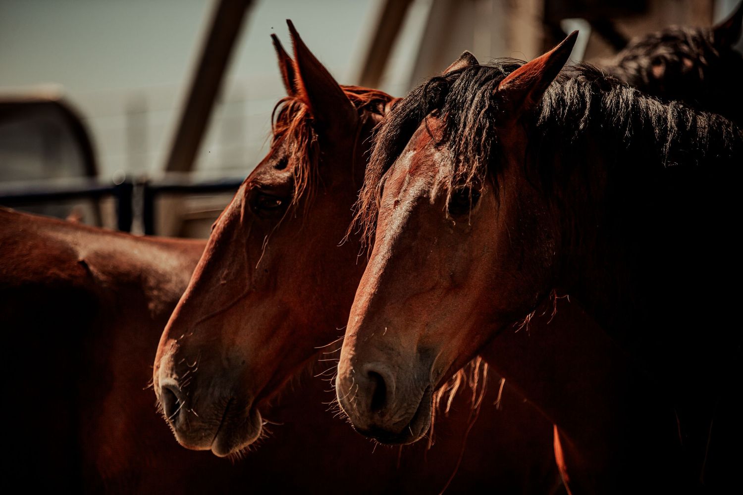Close-up portrait of two chestnut brown horses standing side by side in warm sunlight with dark manes.
