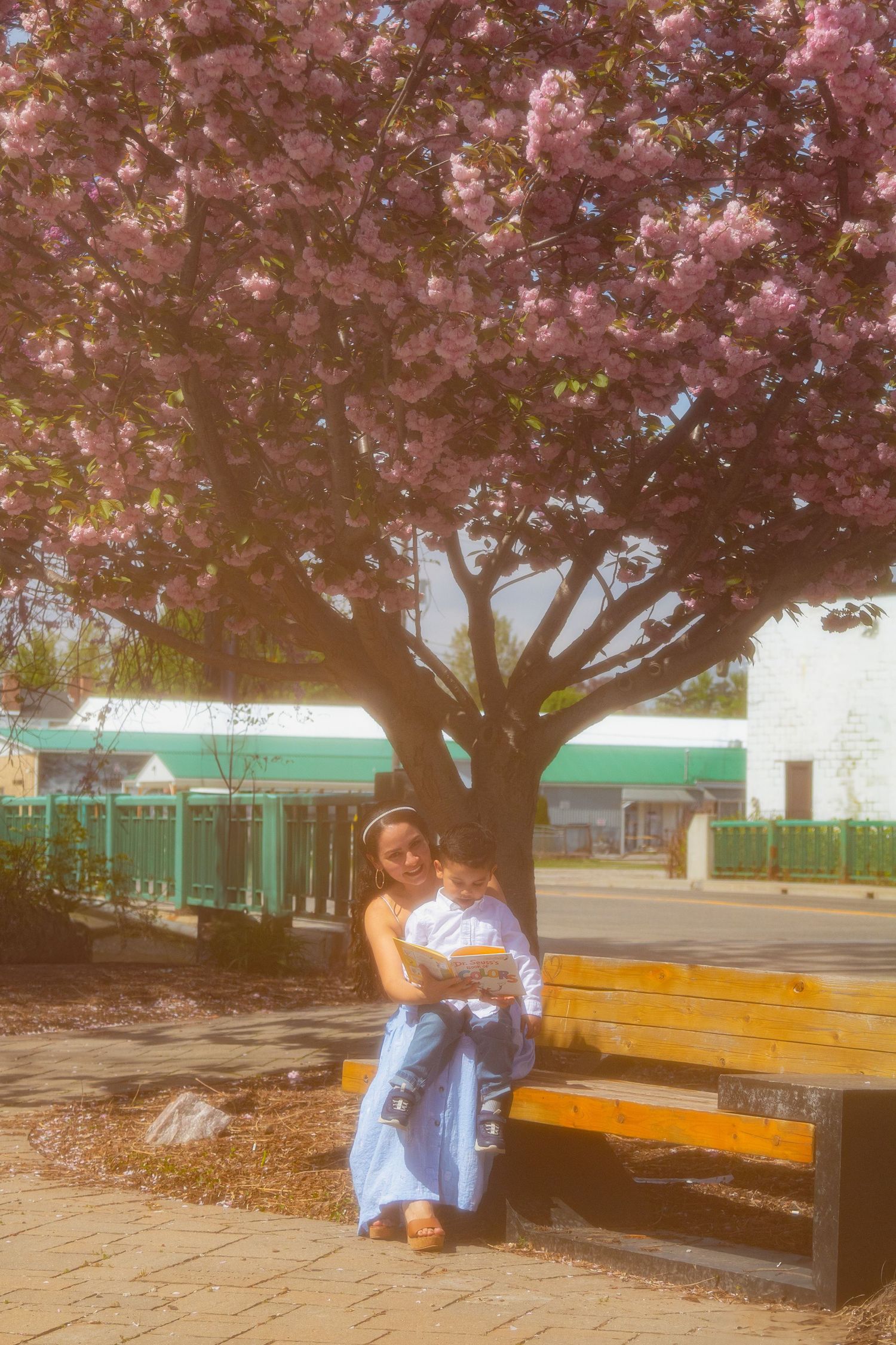 Cherry blossom trees bloom over a yellow bench where someone sits in a blue dress on a sunny spring day.