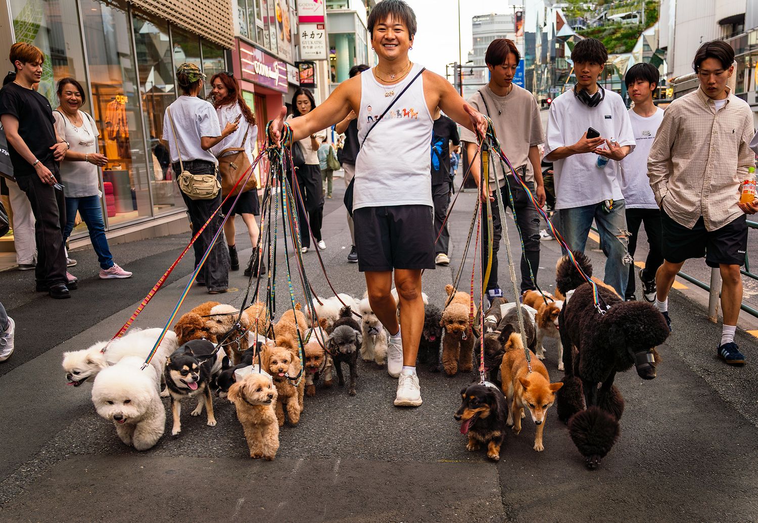 Man walking large group of dogs on leashes through a busy urban street in Japan.