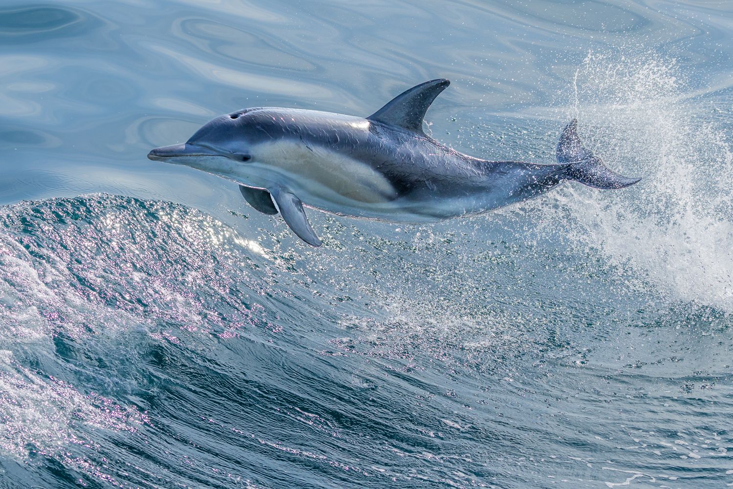 A dolphin leaping gracefully over a blue ocean wave in mid-air during a sunny day.