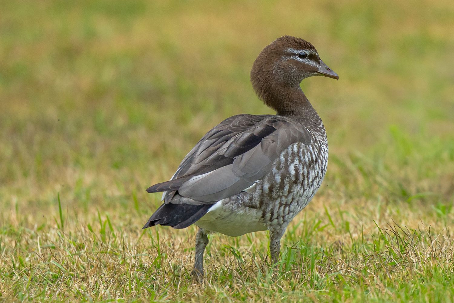 A female Australian wood duck with mottled grey-brown plumage standing on a green grassy lawn.