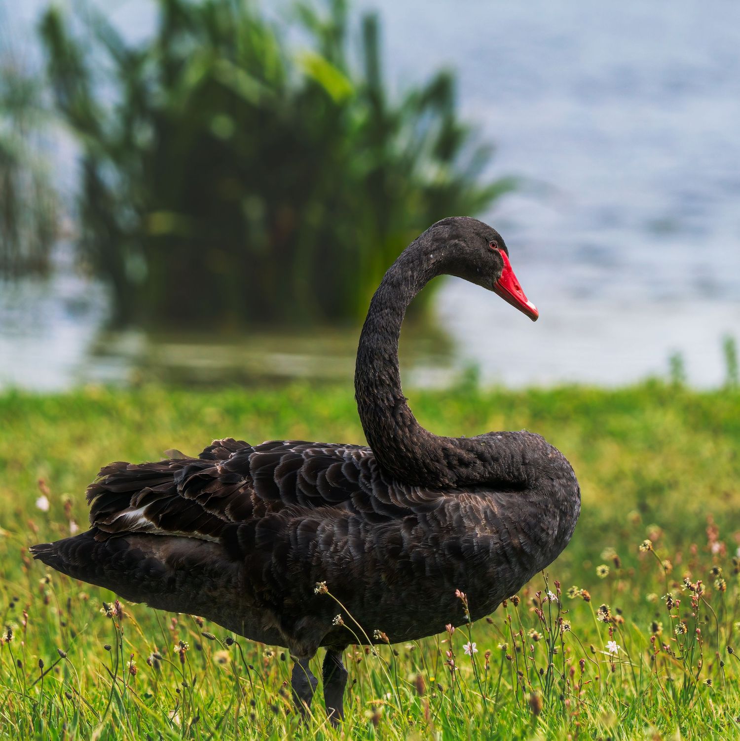 A black swan with a red beak stands on green grass near a calm waterway.