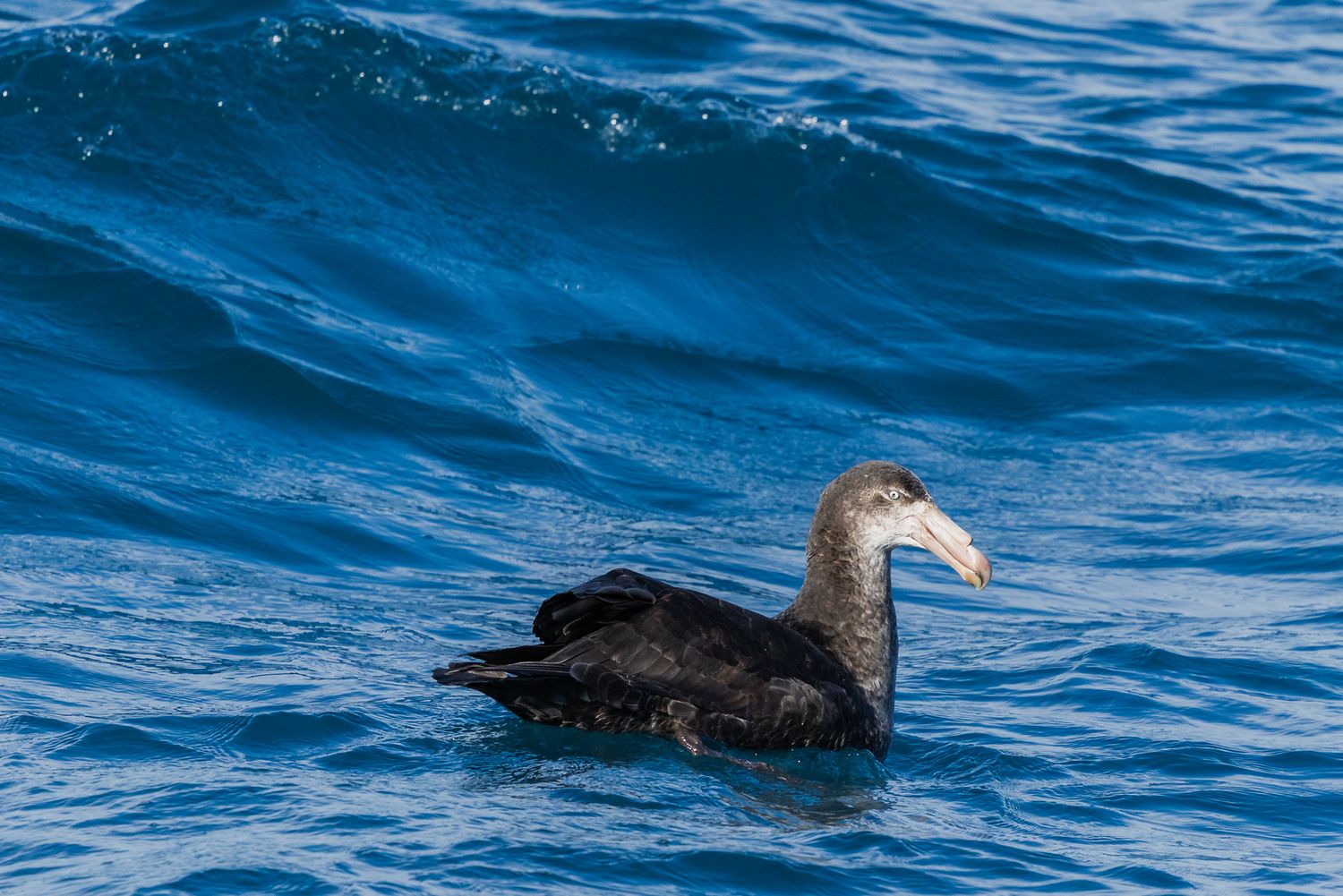 A dark seabird with a hooked beak floats on vivid blue ocean water in natural wildlife photography.