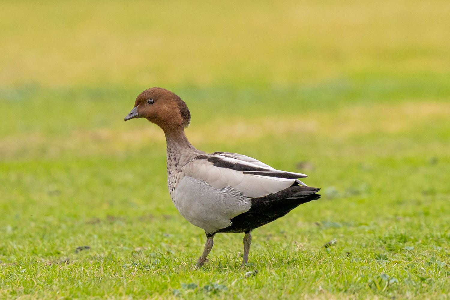 An Australian wood duck with brown head and grey body walking across a green grassy field.