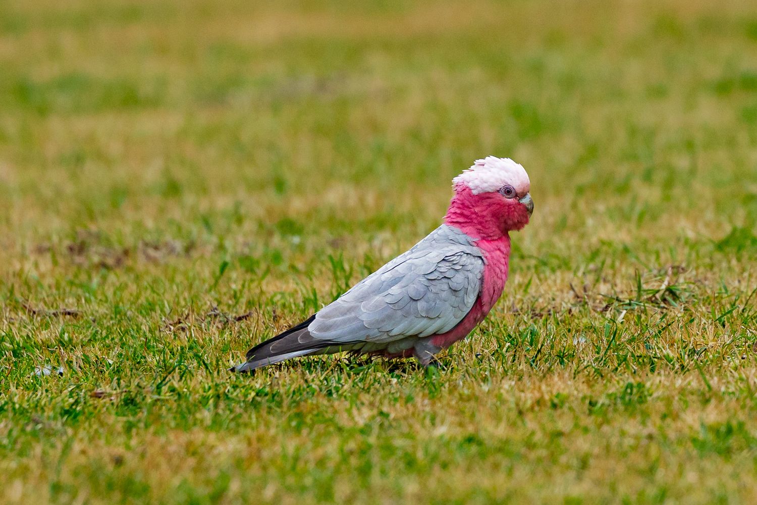 A pink and grey galah cockatoo standing on short green grass in natural habitat.