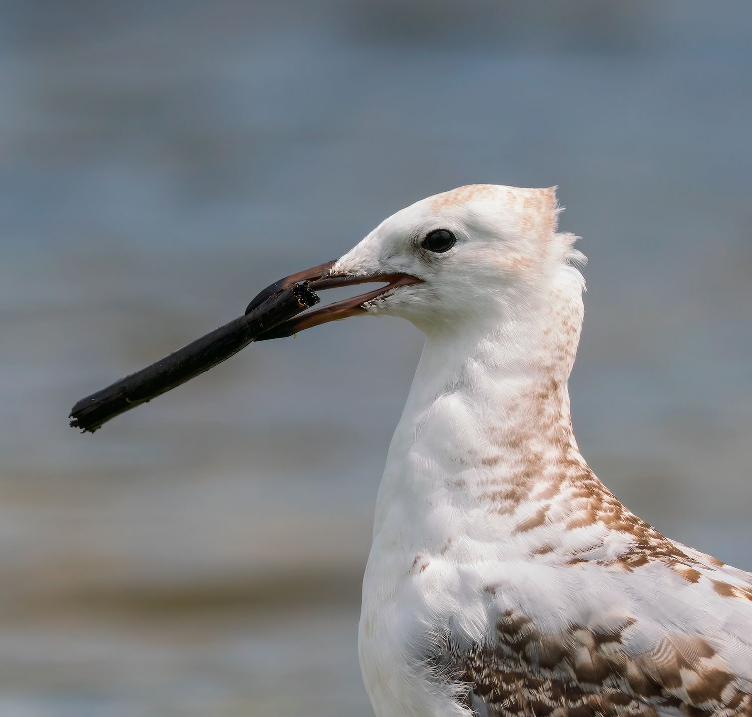 Close-up wildlife photo of a willet shorebird with long black bill near water.