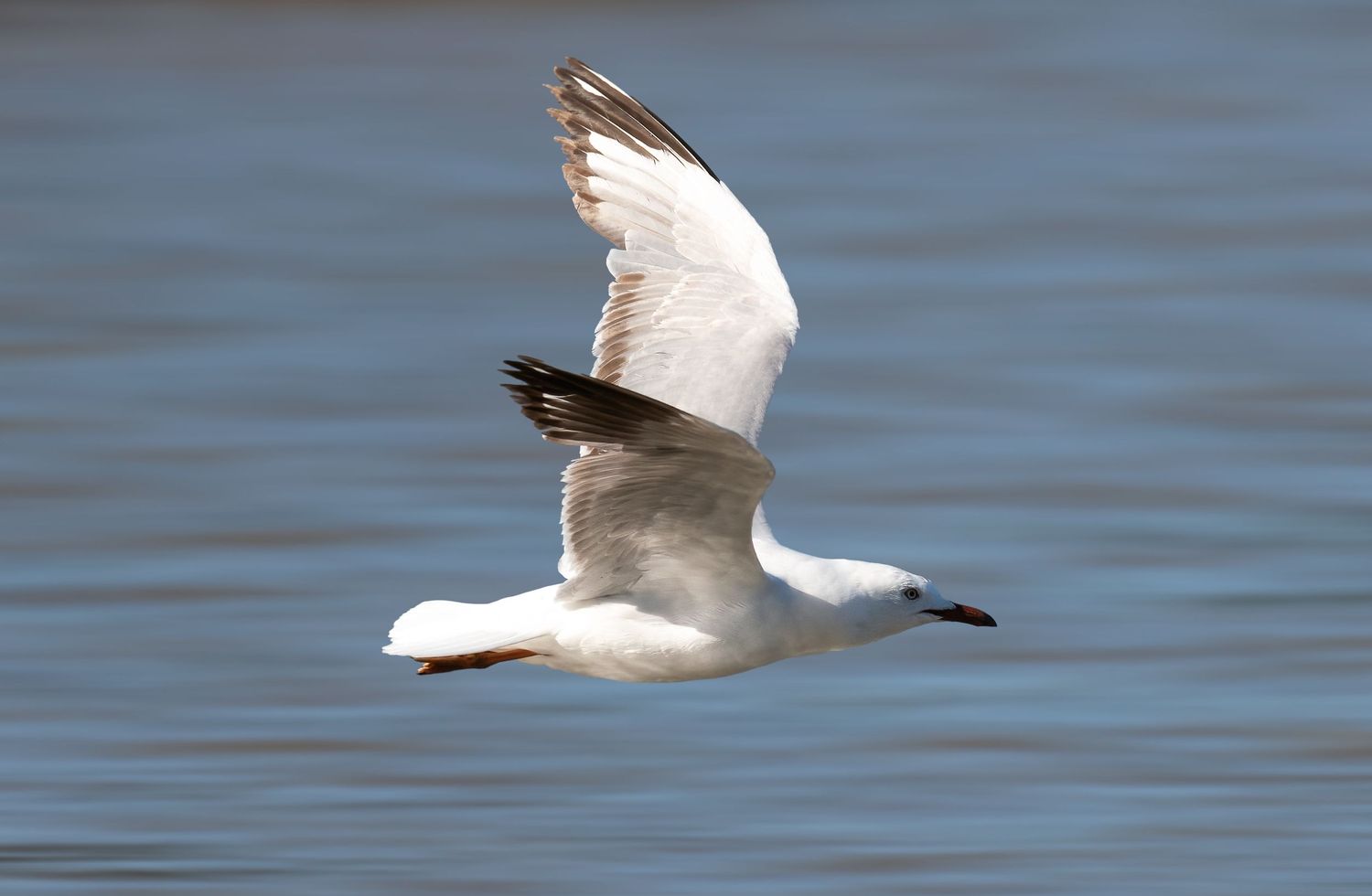 A white seagull with black wingtips soars gracefully over calm blue water.