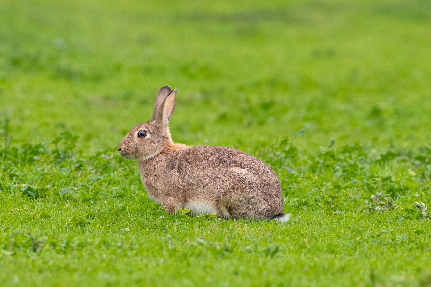 A wild brown rabbit with alert ears sitting in a field of bright green clover grass.