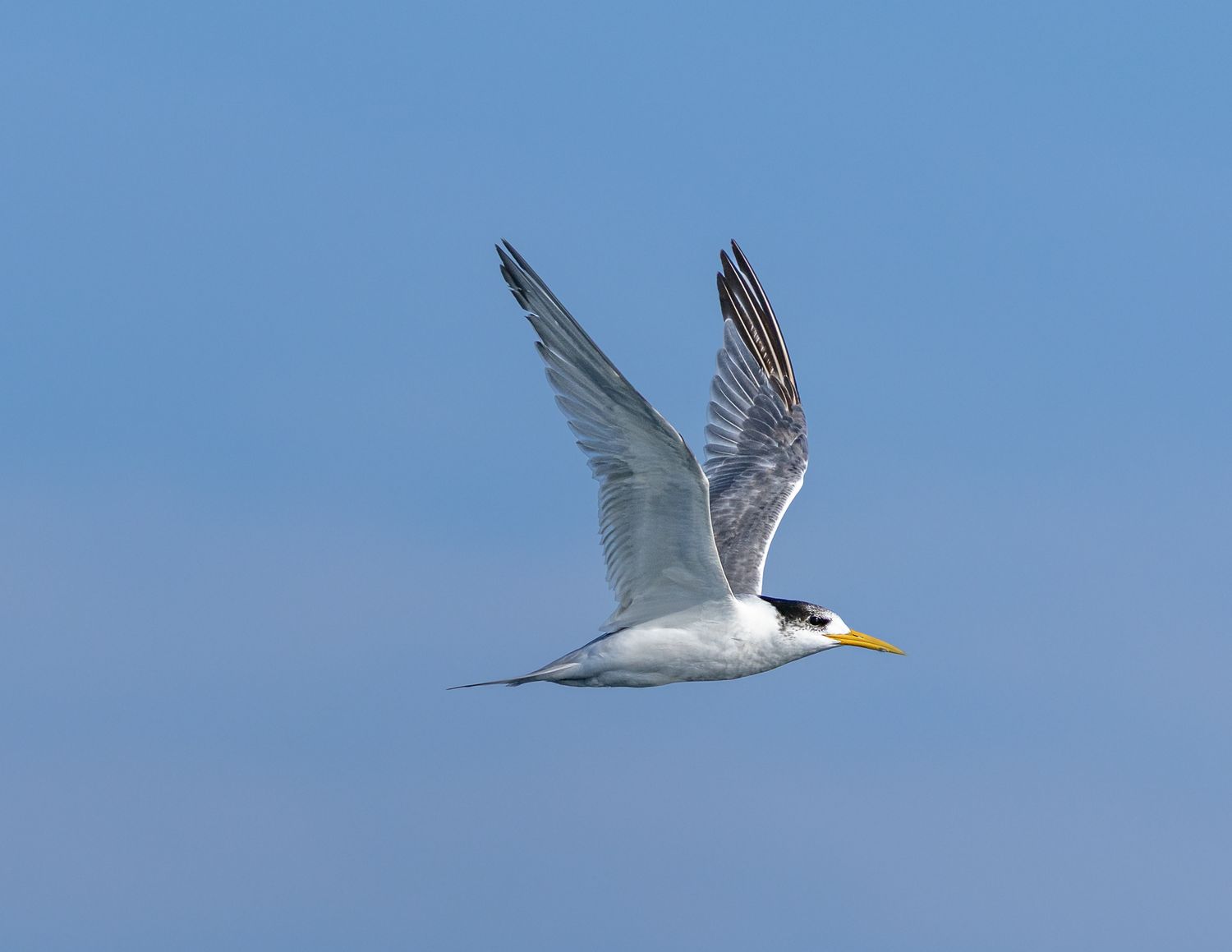 A white tern with yellow beak soars gracefully against a clear blue sky with wings spread wide.