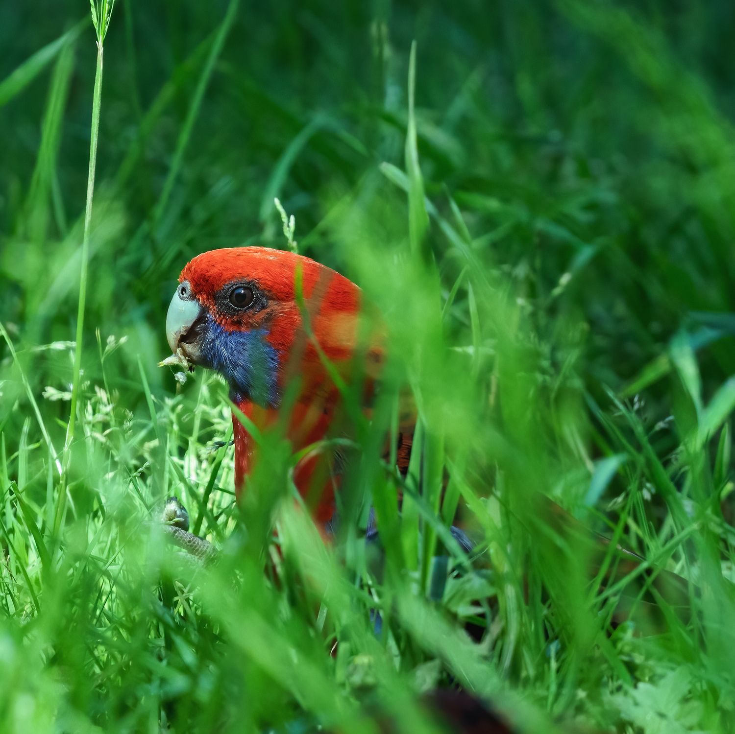 A colorful crimson rosella parrot forages through lush green grass.