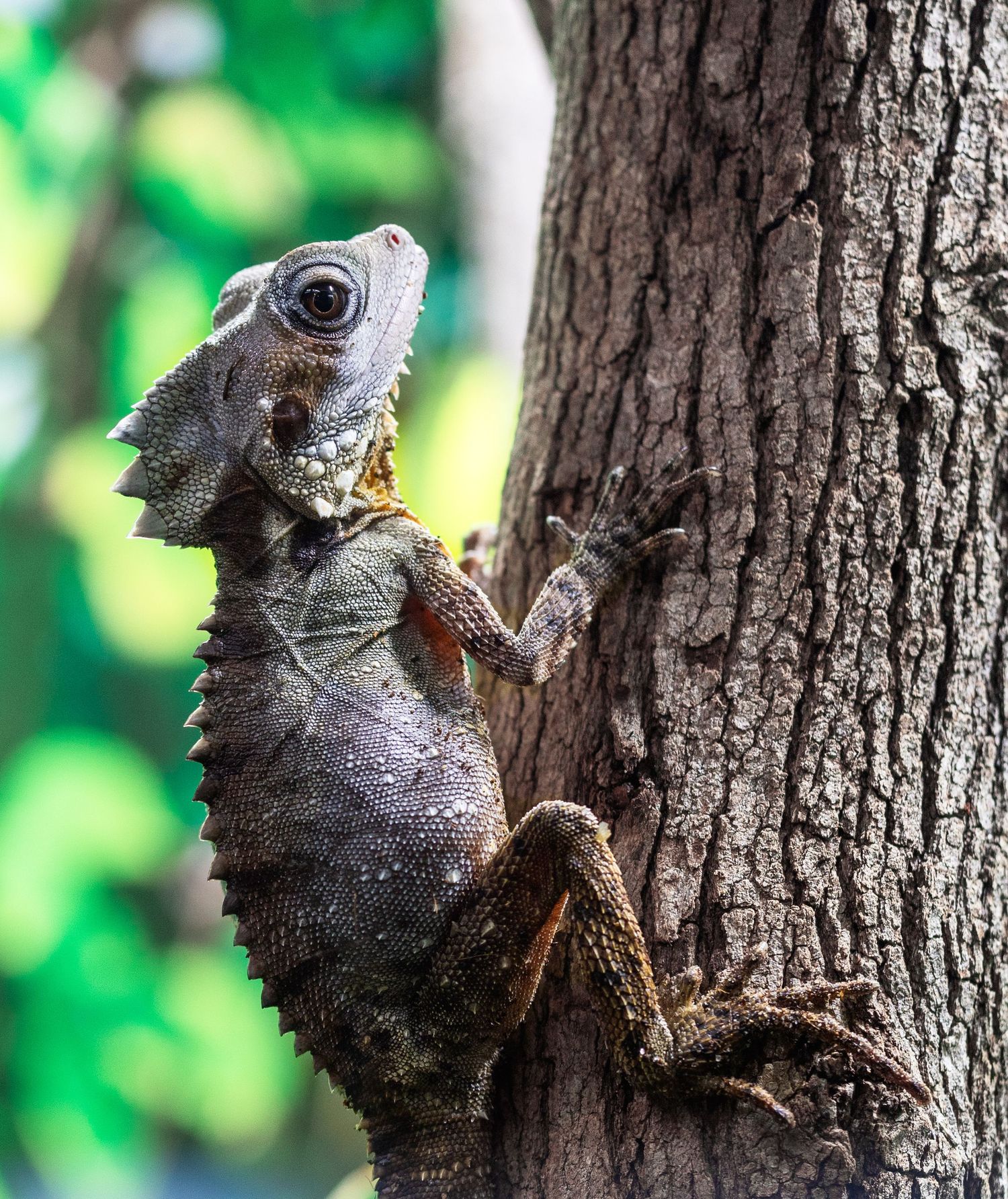 A lizard climbs a tree trunk in a lush green forest, showcasing its scaly texture and alert eyes.